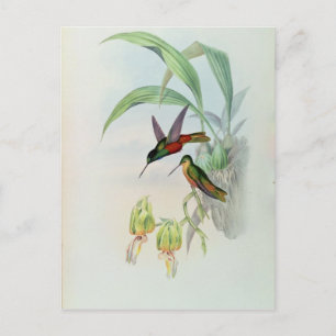 Bonaparte's Star Fronted Hummingbird (farbig beleu Postkarte