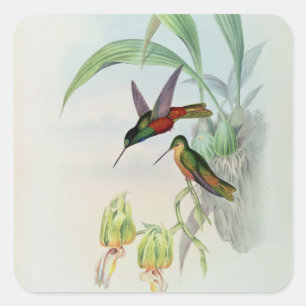 Bonaparte's Star Fronted Hummingbird (farbig beleu Quadratischer Aufkleber