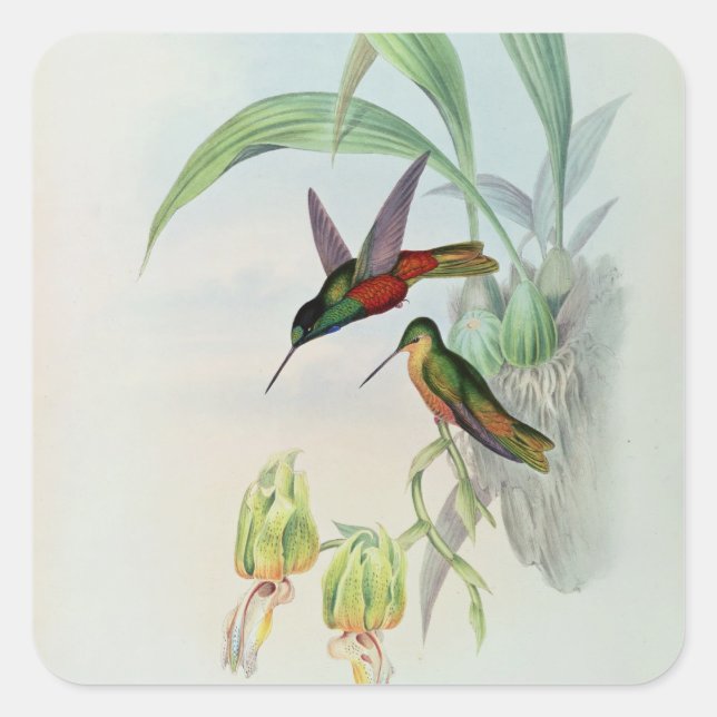 Bonaparte's Star Fronted Hummingbird (farbig beleu Quadratischer Aufkleber (Vorderseite)