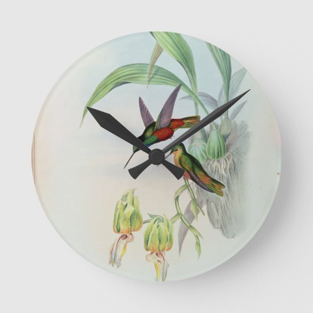 Bonaparte's Star Fronted Hummingbird (farbig beleu Runde Wanduhr (Vorderseite)