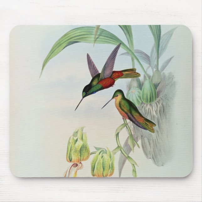 Bonapartes Stern konfrontierte den Kolibri Mousepad (Vorne)