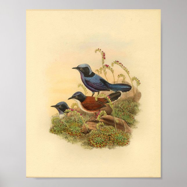 Bonaparte's Todopsis Wren Blue Bird Vintag Print Poster (Vorne)
