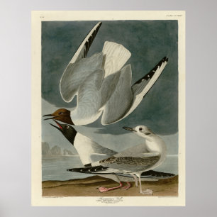Bonapartian Gull von Audubons Vögeln von Amerika Poster