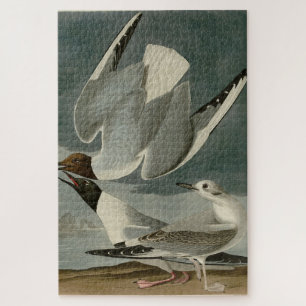 Bonapartian Gull von Audubons Vögeln von Amerika Puzzle
