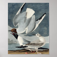 Bonapartian Gull von Vögeln in Amerika