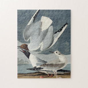 Bonapartian Möwe aus Birds of America Puzzle