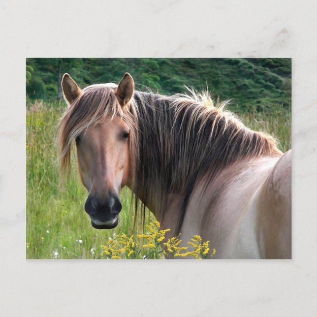 "Bonar" Hochland-Pony-Postkarte Postkarte (Vorderseite)