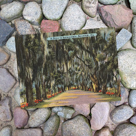 Bonaventure Drive Savannah GA Retro Postkarte