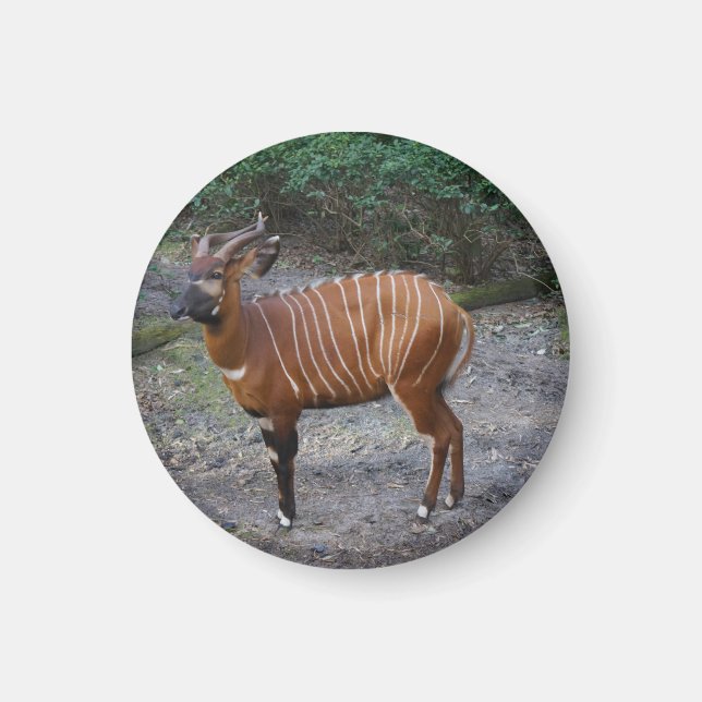 Bongo (Antelope) Magnet (Vorne)