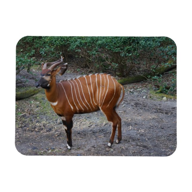 Bongo (Antelope) Magnet (Horizontal)