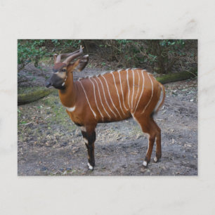 Bongo (Antelope) Postkarte