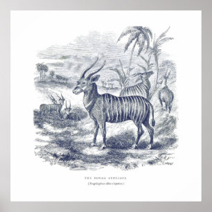 Bongo Antelope Premium Leinwand (Glanz) Poster