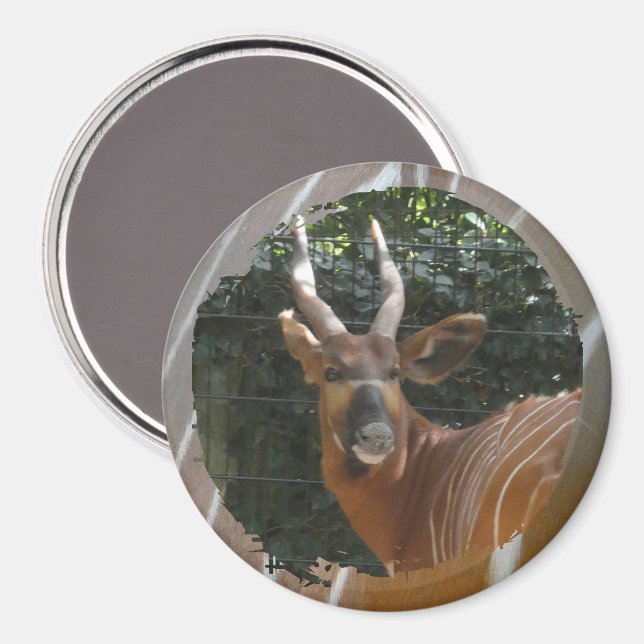 Bongo Antelope & Skin Border Magnet (Vorderseite/Rückseite)