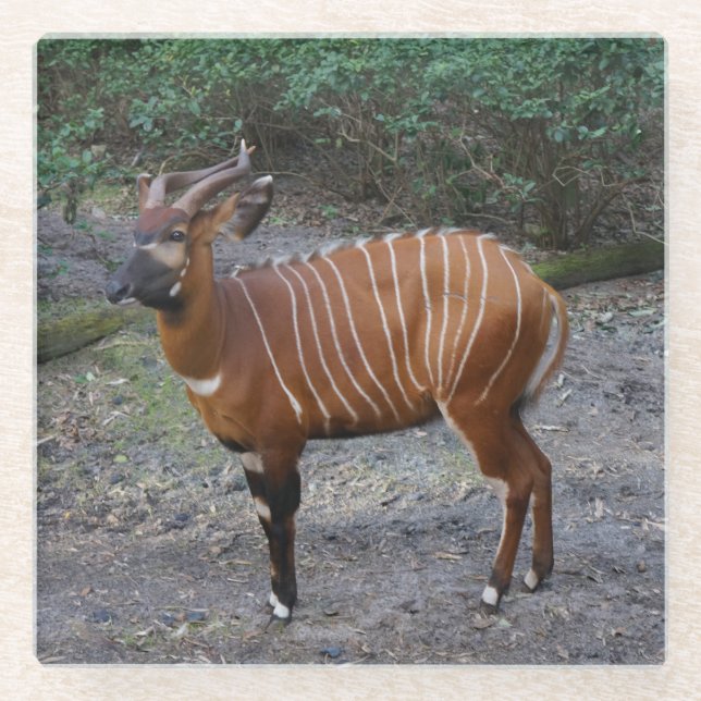 Bongo (Antelope) Untersetzer aus Glas (Vorderseite)