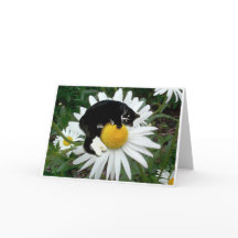 Bongo-Gänseblümchen