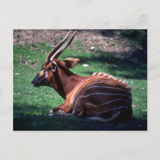 Bongo Postkarte