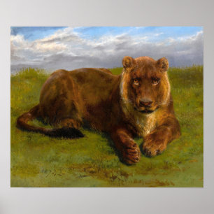 Bonheur - Lioness Posing Poster