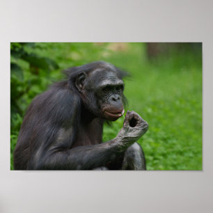 Bonobo Ape Portrait Poster
