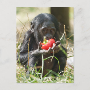 Bonobos Picnic Postkarte