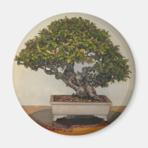 Bonsai bei National Arboretum, Washington D.C. Magnet
