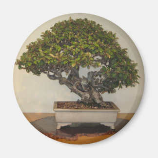 Bonsai bei National Arboretum, Washington D.C. Magnet