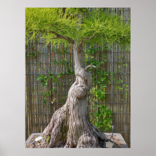 Bonsai Eejit Tree Poster
