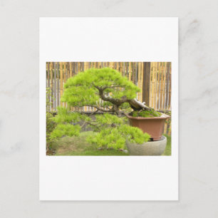 Bonsai Grüße/Einladung Postkarte