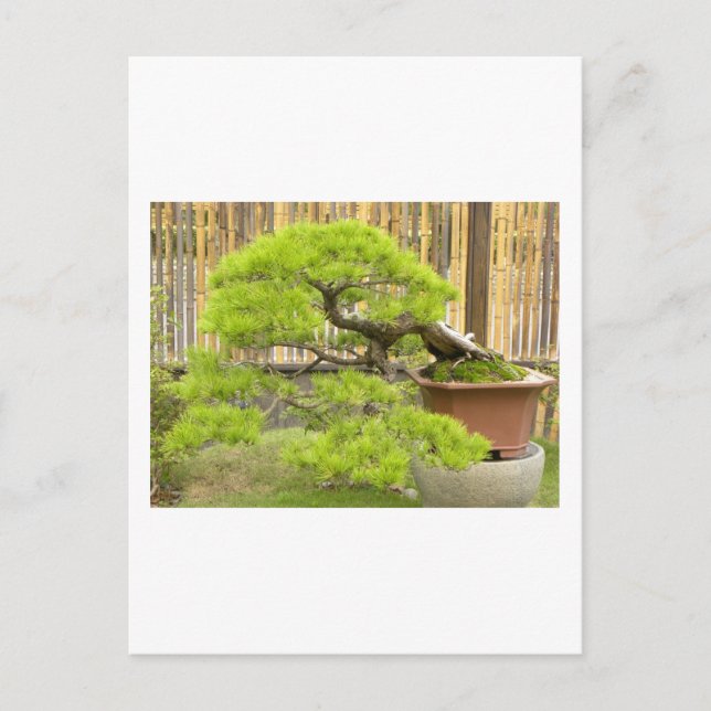 Bonsai Grüße/Einladung Postkarte (Vorderseite)