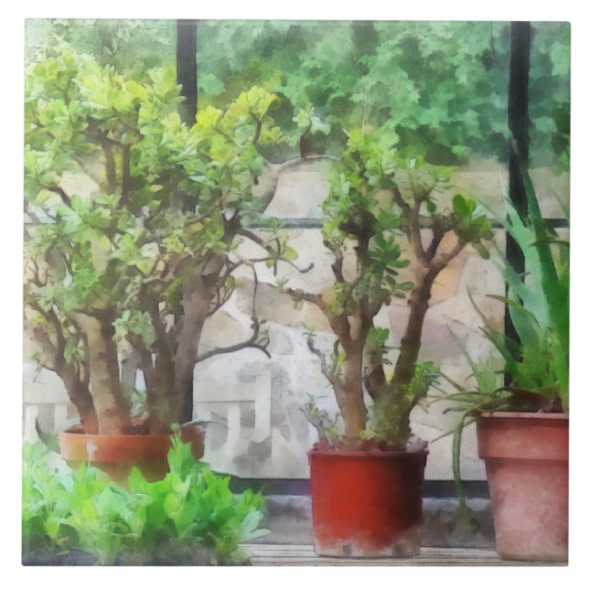 Bonsai in Greenhouse Fliese (Vorderseite)