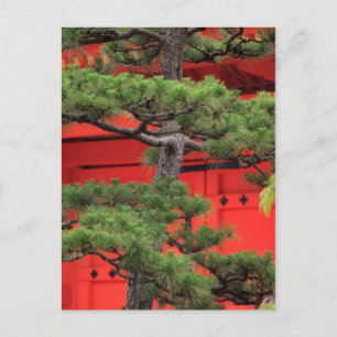 Bonsai-Kiefer Postkarte