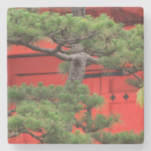 Bonsai-Kiefer Steinuntersetzer