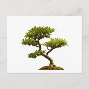 Bonsai Pflanze Postkarte
