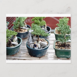 Bonsai Tree Postkarte