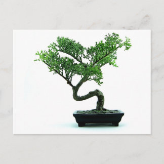 Bonsai Tree Postkarte