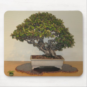 Bonsais am nationalen Arboretum, Washington DC Mousepad