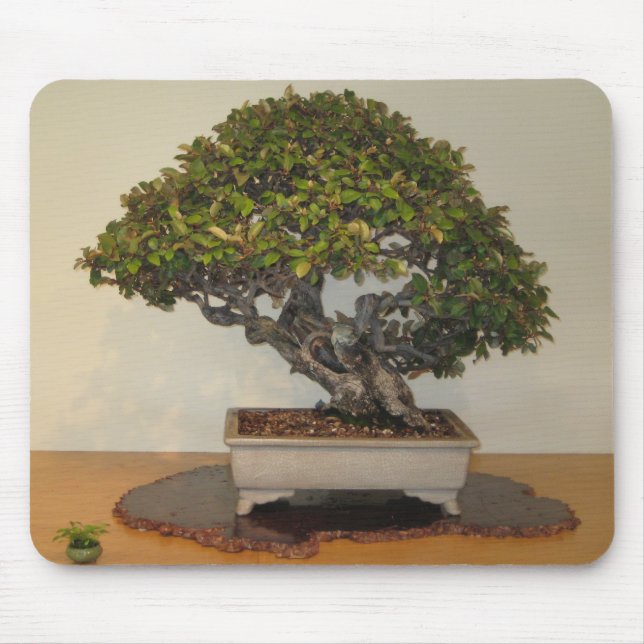 Bonsais am nationalen Arboretum, Washington DC Mousepad (Vorne)
