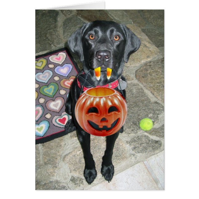 BOO der (Vorne)