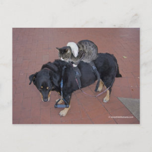 Booger, Kitty und Mousey auf der Staat Street Postkarte