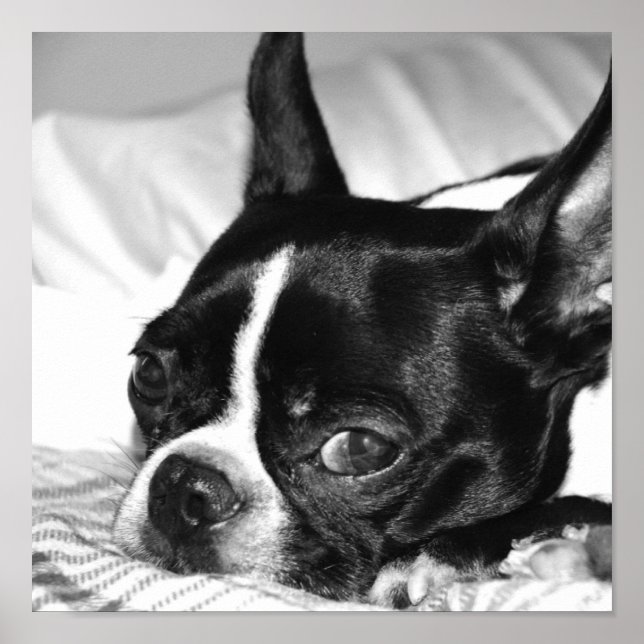 Boohoo Poster (Vorne)