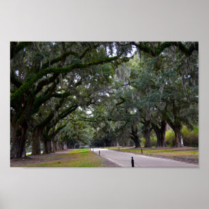 Boone Hall Avenue Oaks in South Carolina Poster