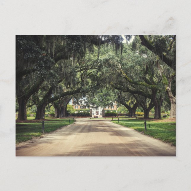 Boone Hall Oaks Postkarte (Vorderseite)