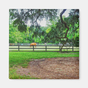 Boone Hall Stables Magnet