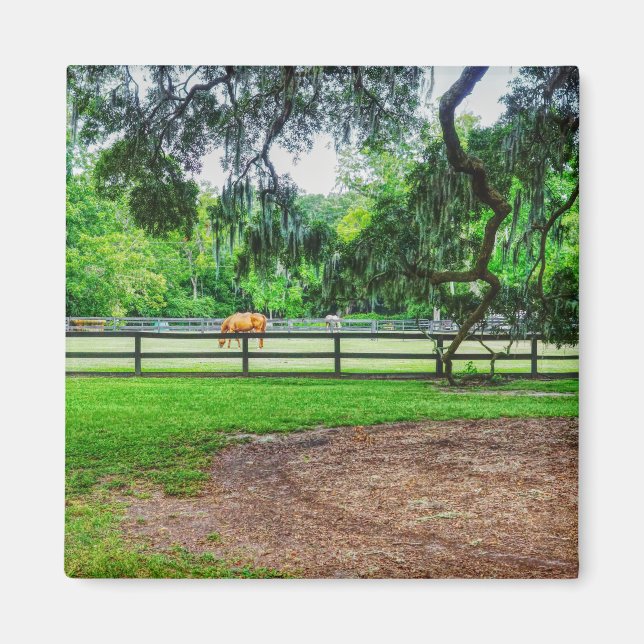 Boone Hall Stables Magnet (Vorne)