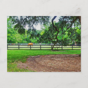 Boone Hall Stables Postcard Postkarte