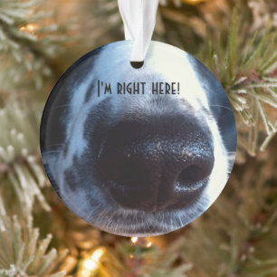 Boop My Nose Border Collie Heeler Rescue Foto Ornament