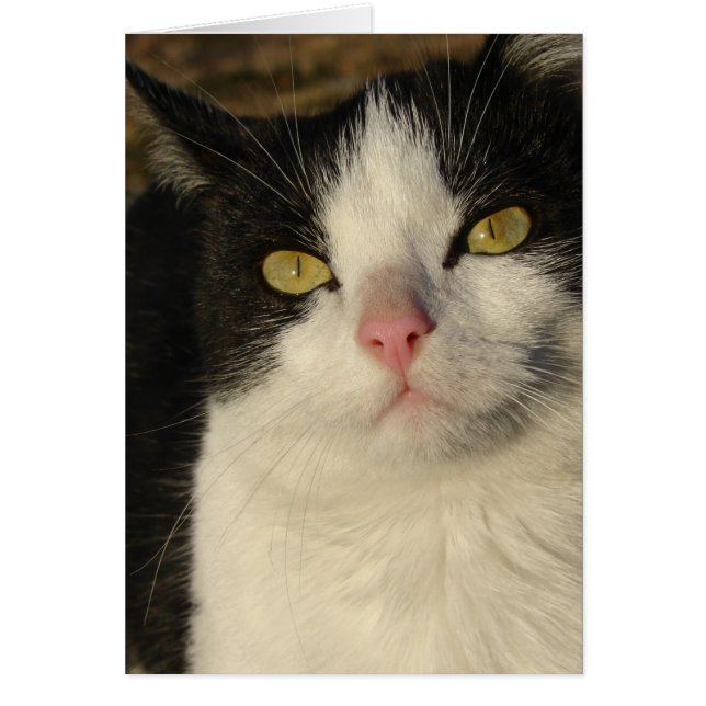 Boots the Kitten (Vorne)