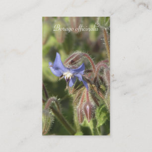 Borago officinalis blaue Blumennahaufnahme Visitenkarte