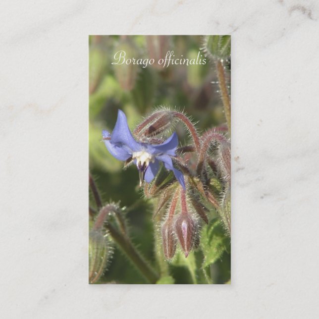 Borago officinalis blaue Blumennahaufnahme Visitenkarte (Vorderseite)