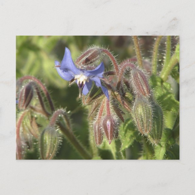Borago officinalis Blume Postkarte (Vorderseite)