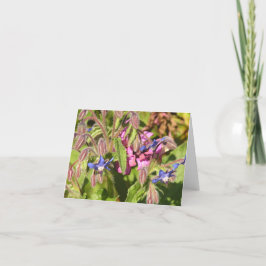 Boragokarte (Borago officinalis) Feiertagskarte